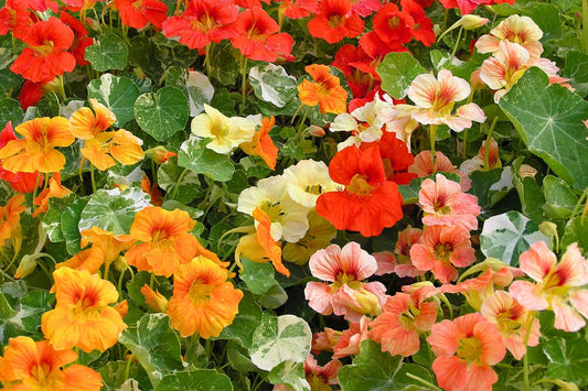 Easy, Colorful Edible Nasturtiums