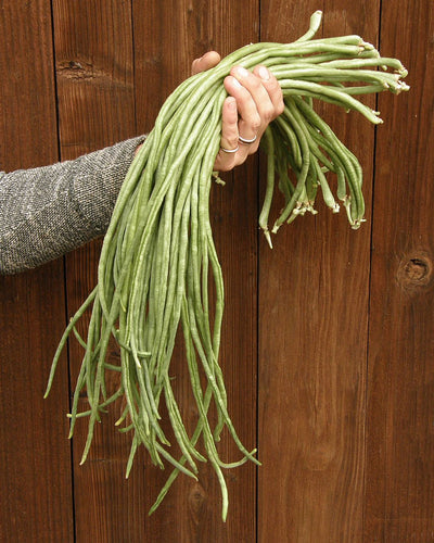 Growing Yard Long Noodle King Beans