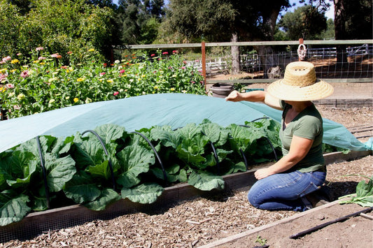 Organic Garden Management: Part 2