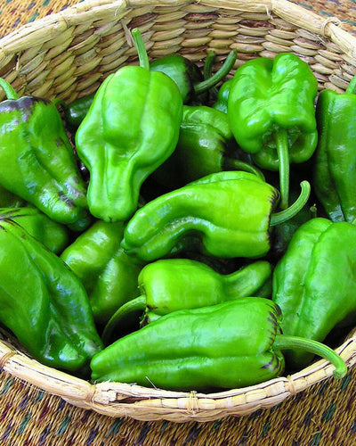 How To Harvest And Prepare Padron Peppers