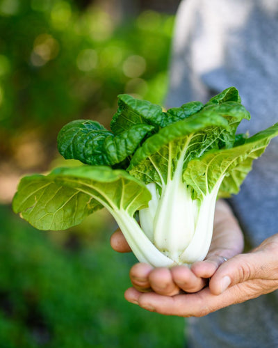 Sowing, Growing And Harvesting Delicious Pak Choi