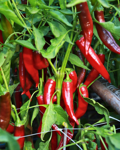 How To Harvest And Dry Paprika Peppers