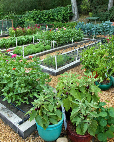 Organic Growing: Prepping Garden Beds