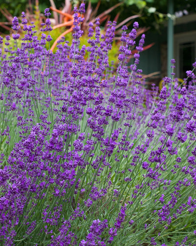 Pruning Lavender for Shape and Beauty