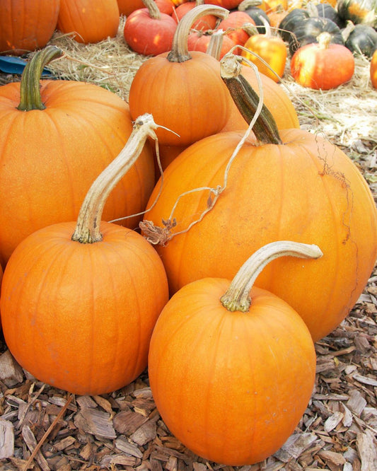 Pumpkin Cobbler