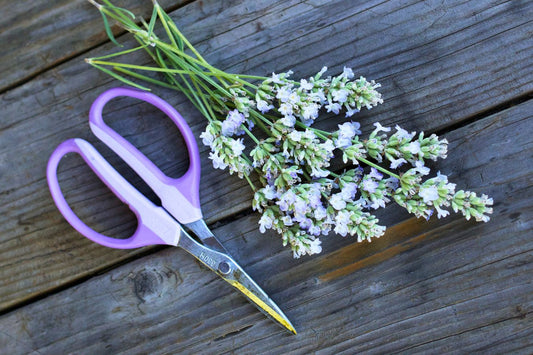 Renee's Garden Gifts