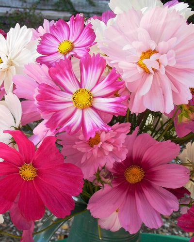 Romantic Cosmos & Color Drenched Zinnias