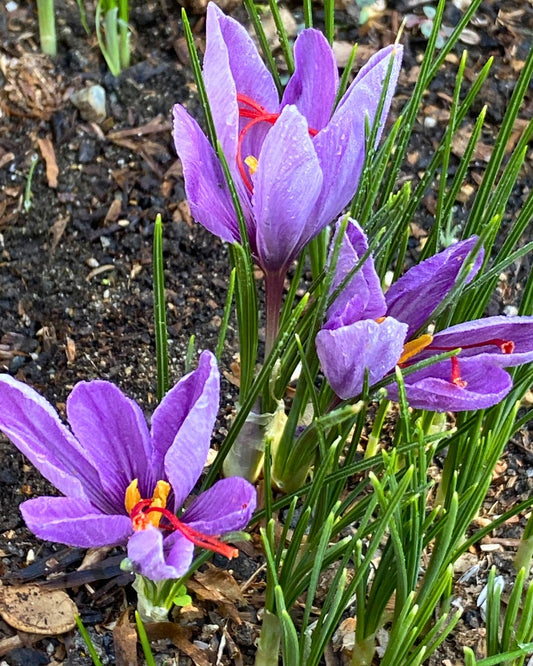 How To Grow and Harvest Saffron