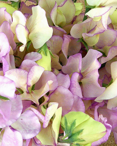 Growing Great Scented Sweet Peas II