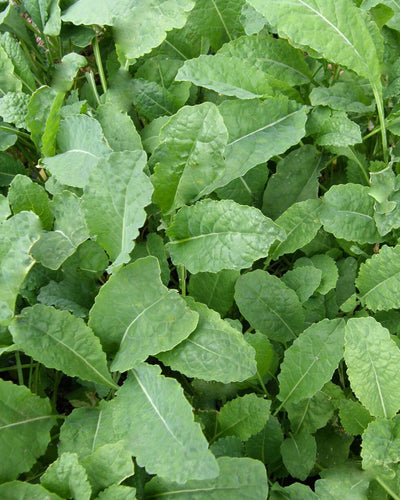 How To Sow Baby Kale For Endless Salads