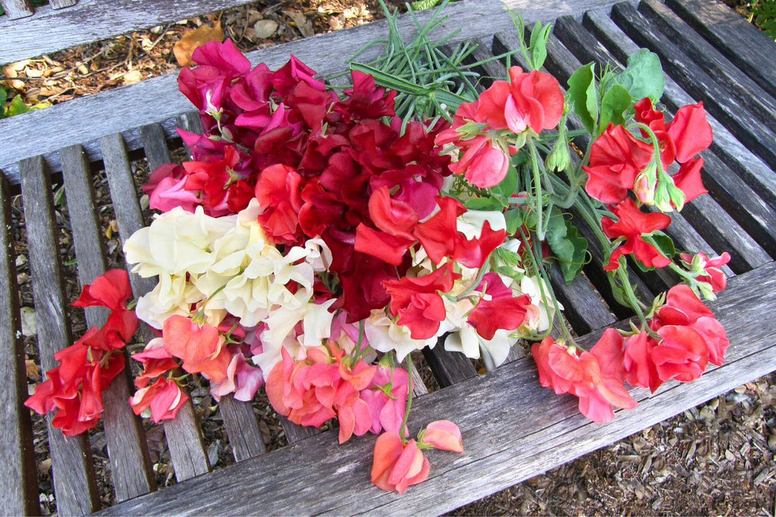 Sowing Sweet Peas Directly Into The Garden