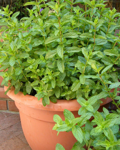 Dividing Spearmint Plants