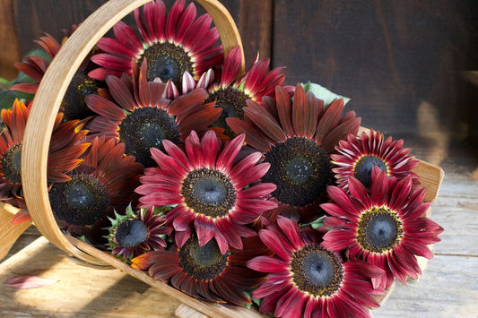 Summer Long Sunflowers