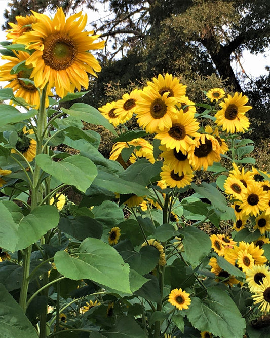 Growing Your Carefree Sunflower Garden