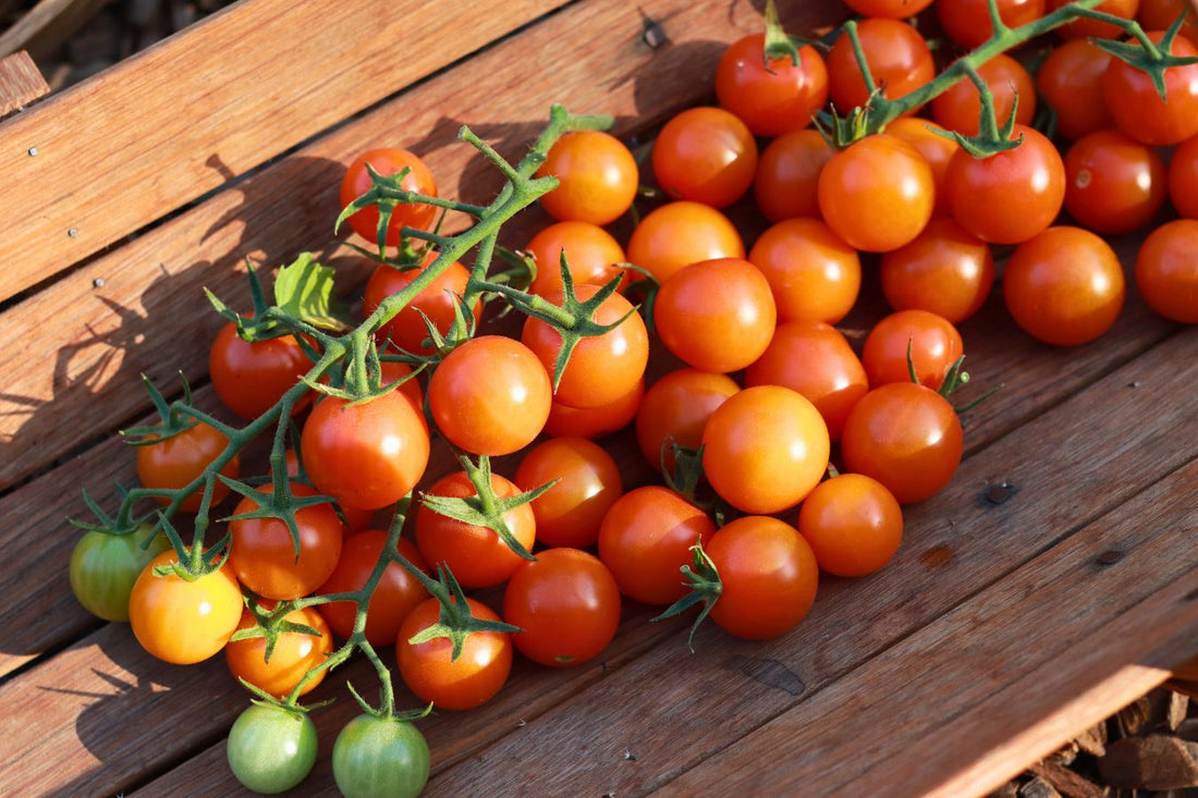 Starting Tomato Seeds Indoors