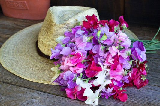 Growing Sweet Peas in the Midwest