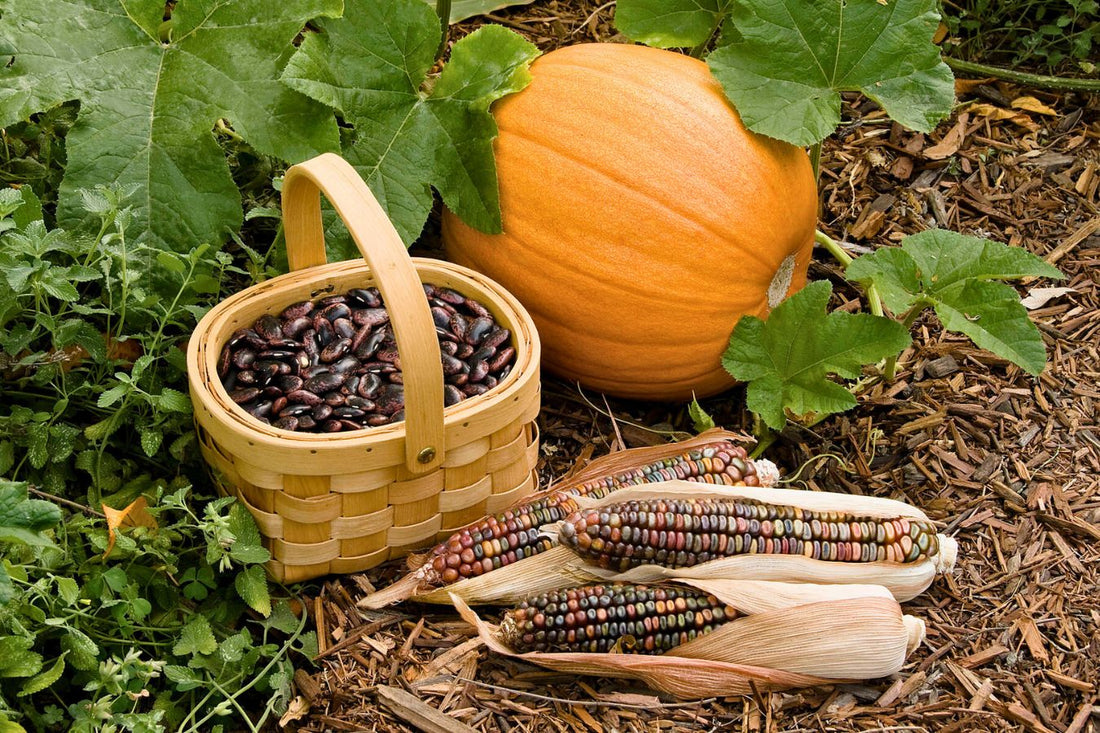 Celebrate the Three Sisters: Corn, Beans and Squash