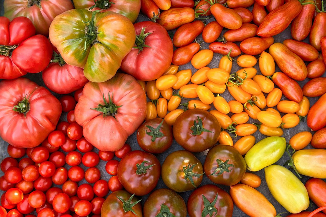 Celebrating Tomatoes