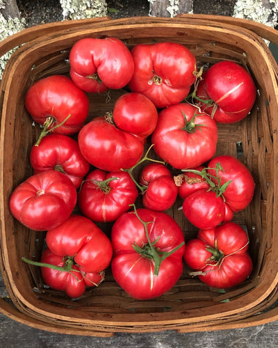 Planting Tomato Seedlings Into The Garden