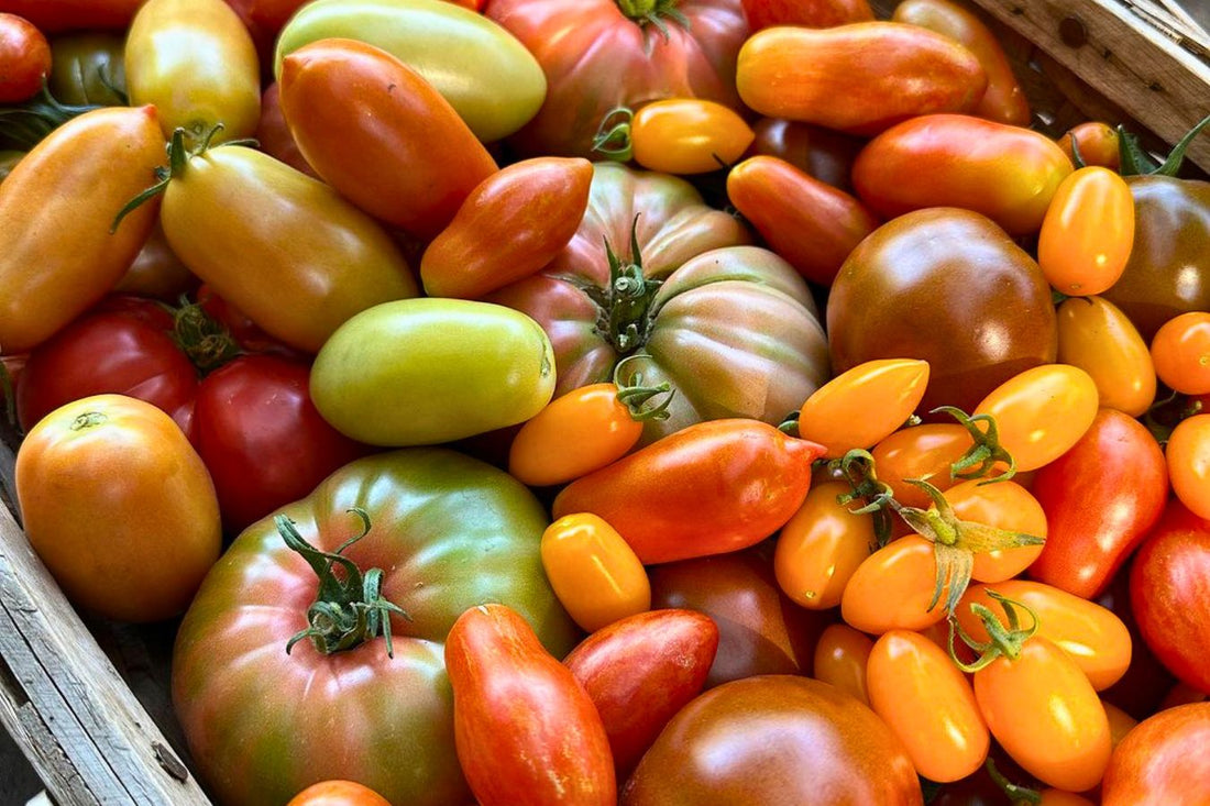 Growing Tomatoes From Seed