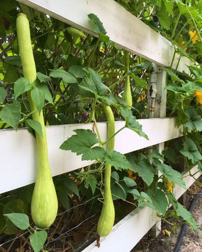 Growing Trombetta Climbing Summer Squash