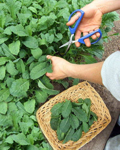 Harvesting Baby Kale For Endless Salads