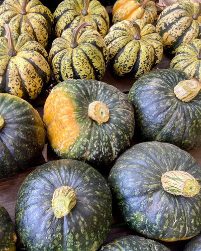 When and How to Harvest Winter Squash