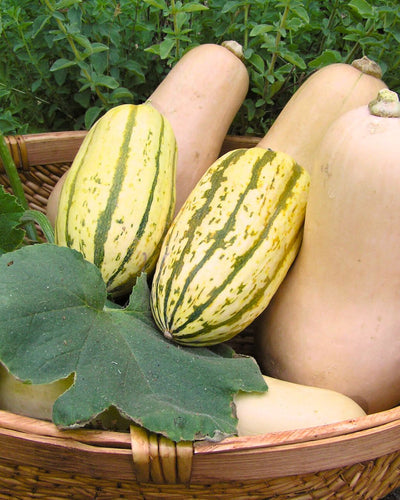 How To Grow Long Keeping Winter Squash