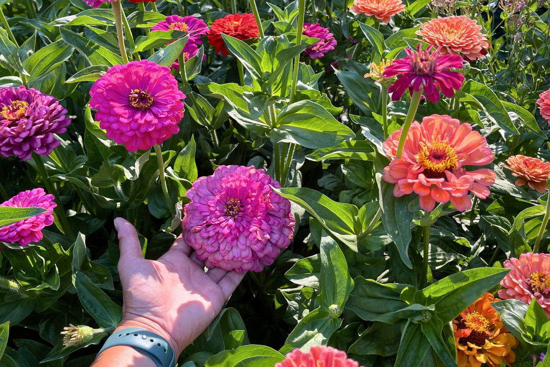 Bold And Beautiful Zinnias