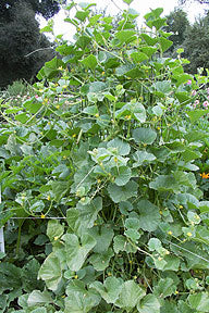 Growing Vertical Vegetables