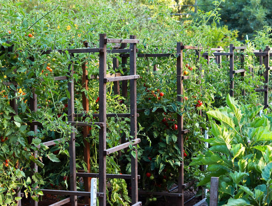 Growing Tomatoes From Seed