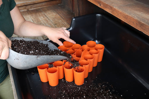 Starting Seeds Indoors