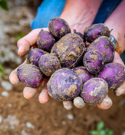 Potatoes