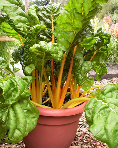 The Container Kitchen Garden