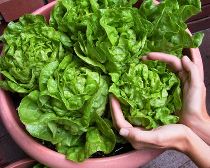 The Container Kitchen Garden