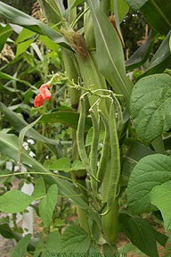 Native American Three Sisters Garden