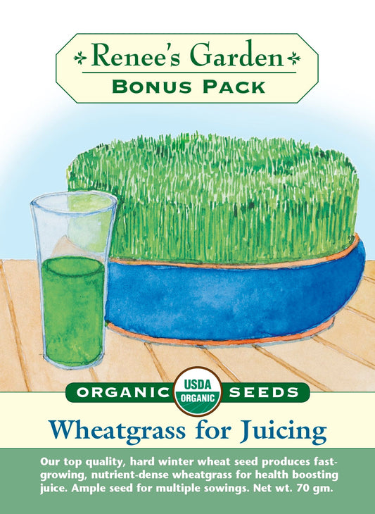 Wheatgrass For Juicing