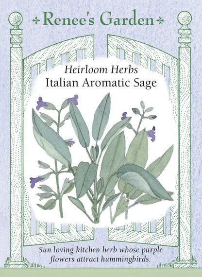 Italian Aromatic Sage