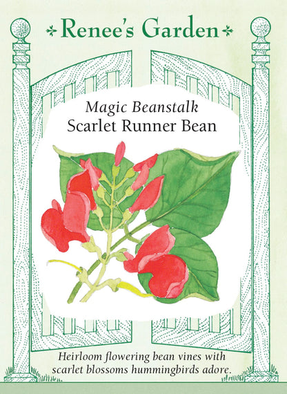 Scarlet Runner Bean