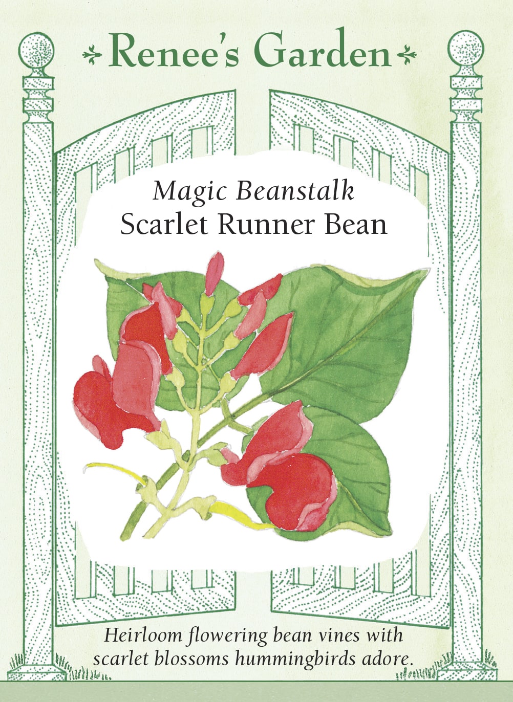 Scarlet Runner Bean