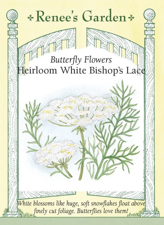 White Bishop's Lace