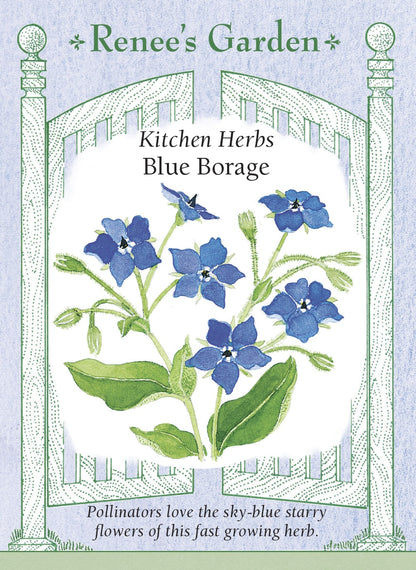 Blue Borage