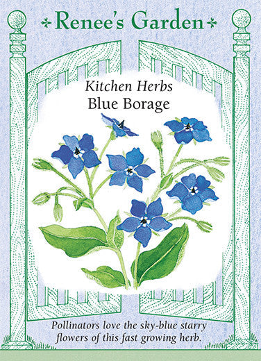 Blue Borage