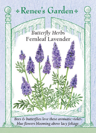 Fernleaf Lavender