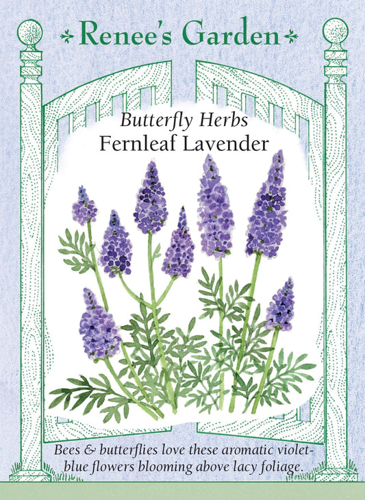 Fernleaf Lavender