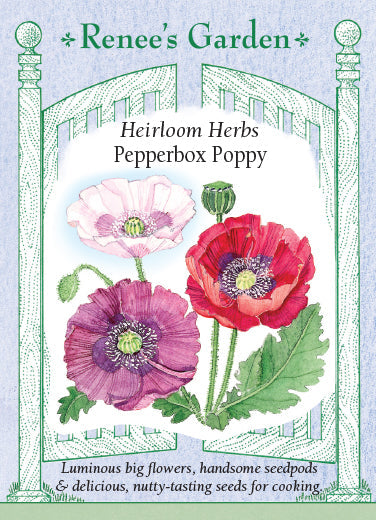 Pepperbox Poppy