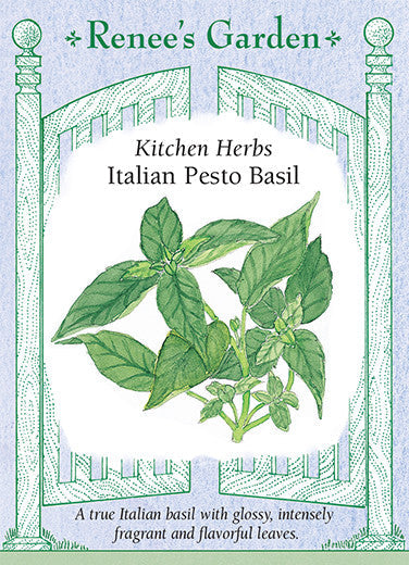 Italian Pesto Basil