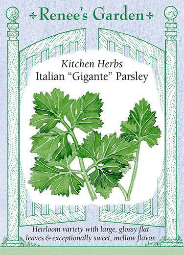 Italian “Gigante” Parsley