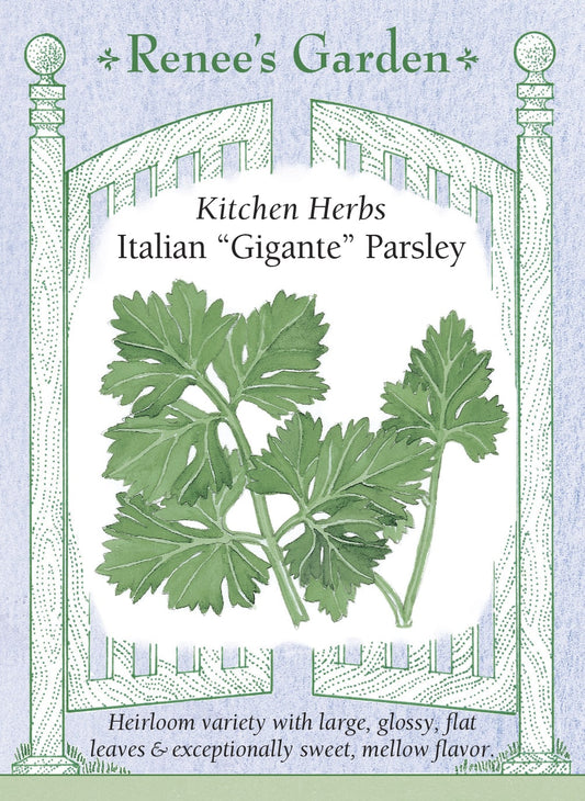 Italian “Gigante” Parsley