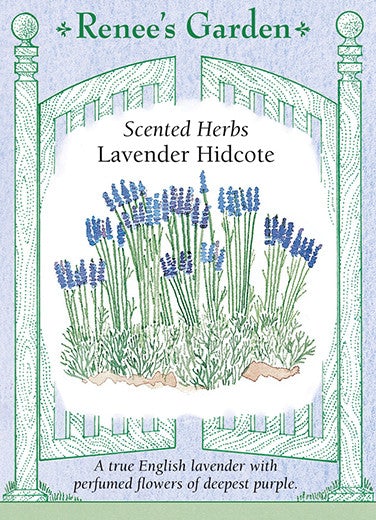 Lavender Hidcote